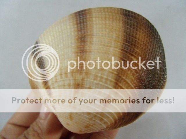 periglypta puerpera, 60 mm, f  /f